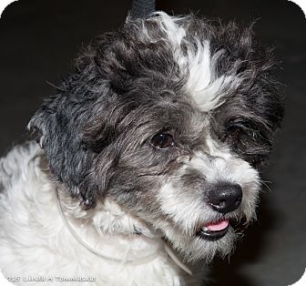 Loudonville Ny Shih Tzu Meet Benji A Pet For Adoption