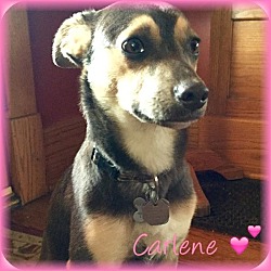 Thumbnail photo of CARLENE #3