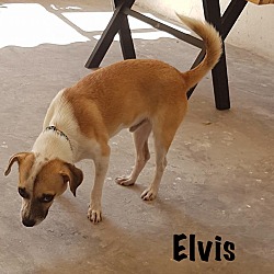 Thumbnail photo of Elvis #3