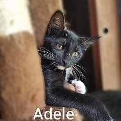 Photo of Adele