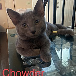 Photo of Chowder