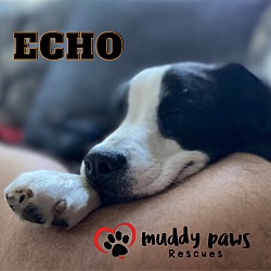 Photo of Echo (Courtesy Post)