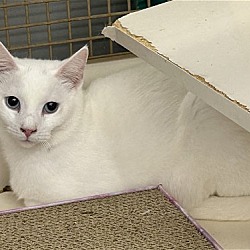 Photo of Periwinkle  - Adopted!
