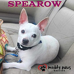 Thumbnail photo of Spearow #1