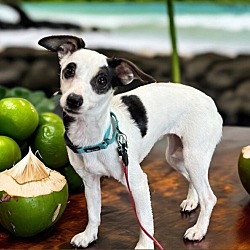 Photo of Coco Lime