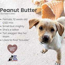 Thumbnail photo of Sundae Puppy- Peanut Butter #1