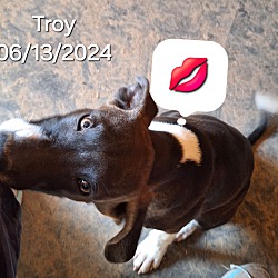Photo of Troy