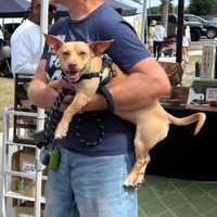 adopt a pet
