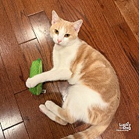 adopt a pet