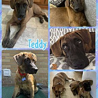 adopt a pet