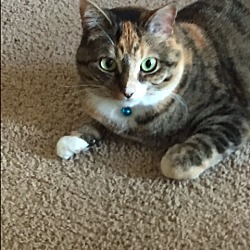 Photo of Callie - $14 adoption
