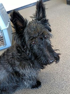 scottie terriers for adoption