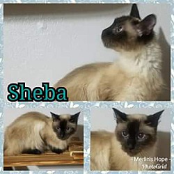 Thumbnail photo of Sheba #3