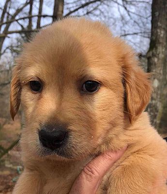 Manchester Nh Golden Retriever Meet Crockett Pending A Pet For Adoption