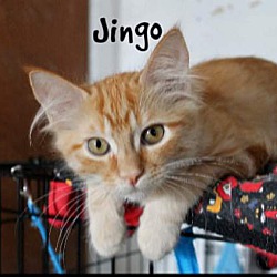 Thumbnail photo of Jingo #4