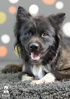 Portland, OR - Akita/Border Collie. Meet Cleo a Pet for Adoption