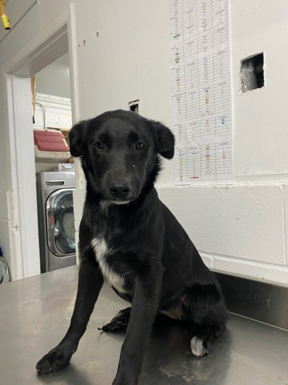 Moses Lake, WA - Border Collie. Meet Matilda a Pet for Adoption ...