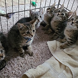 Thumbnail photo of Female tabby kittens #2