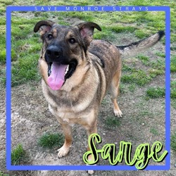 Photo of Sarge