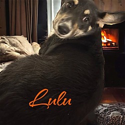 Thumbnail photo of Lulu #2