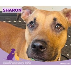 Thumbnail photo of Sharon #1