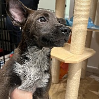 adopt a pet
