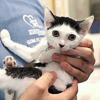 adopt a pet
