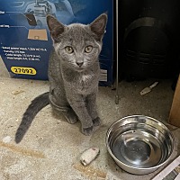 adopt a pet