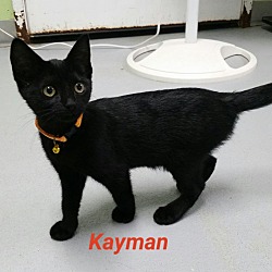 Photo of kayman