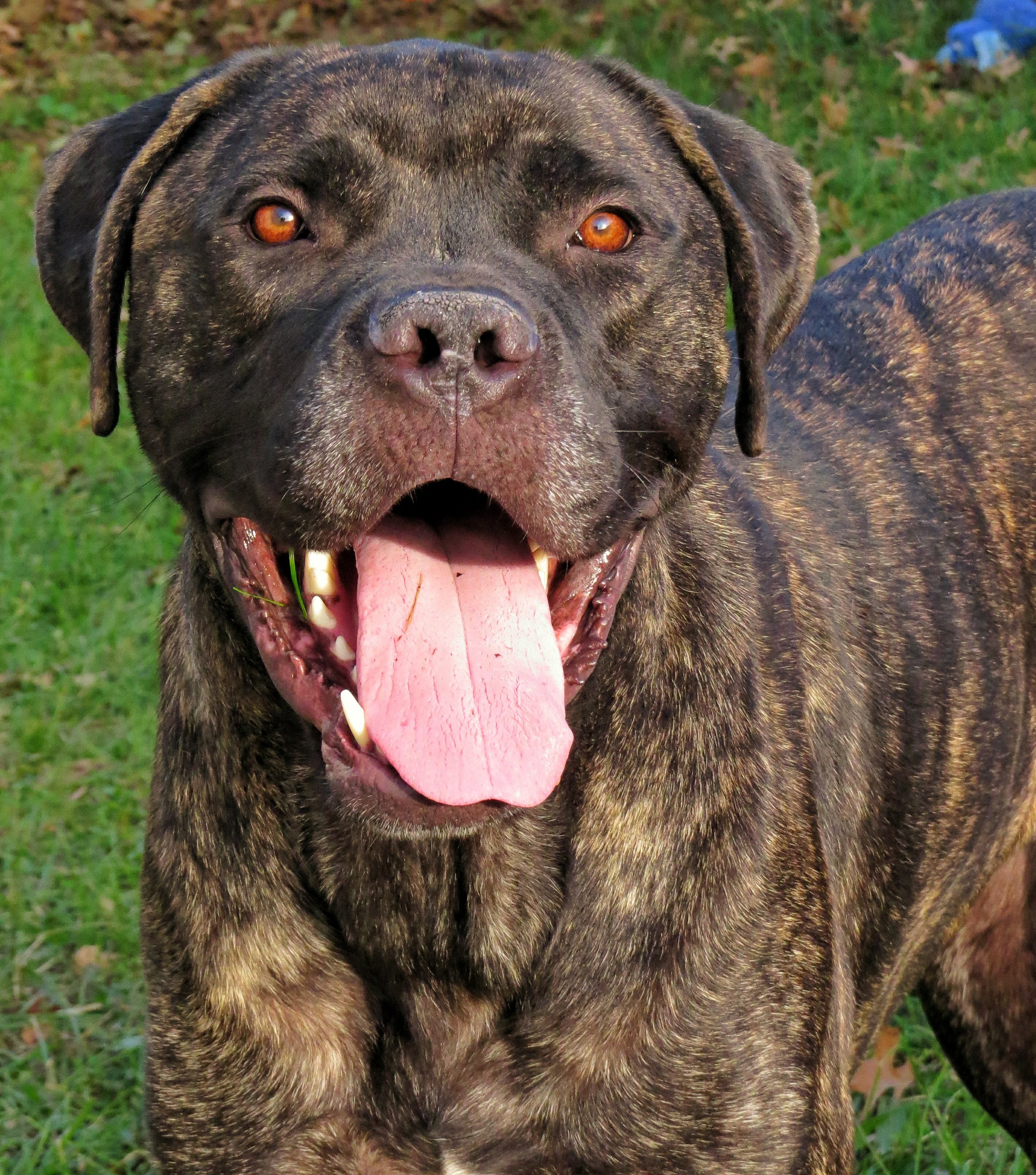 Amityville Ny Cane Corso Meet Punisher A Pet For Adoption