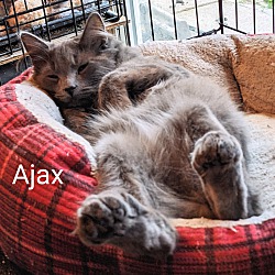 Photo of Ajax