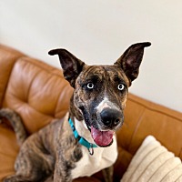 adopt a pet