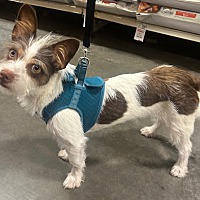 adopt a pet