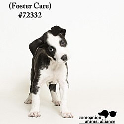 Thumbnail photo of Phoebe  (Foster Care) #1