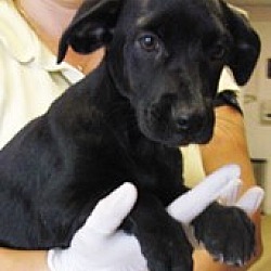 Thumbnail photo of Simba (in adoption process) #2