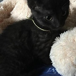 Thumbnail photo of Bentley-Adopted-September 2017 #2