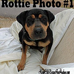 Thumbnail photo of Rotti #1