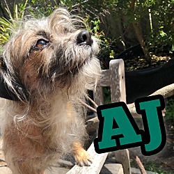 Thumbnail photo of AJ #3