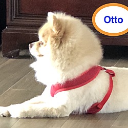 Thumbnail photo of Otto #2
