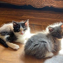 Thumbnail photo of Madelynn (greyscale kittens) #3