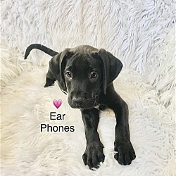 Photo of Ear Phones