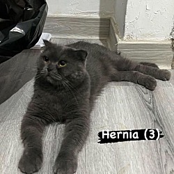 Photo of Hernia