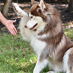 Photo of Atka