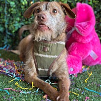 adopt a pet