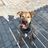 adopt a pet