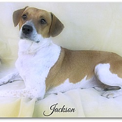 Thumbnail photo of Jackson #3
