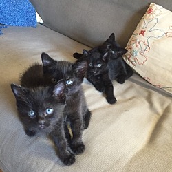 Thumbnail photo of Sophie's 4 Kittens #1