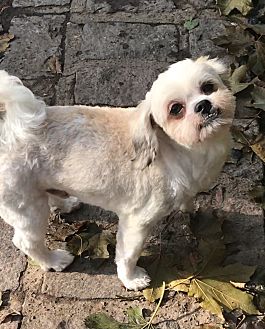 belly band for dogs petsmart