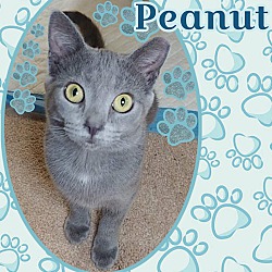 Thumbnail photo of Peanut #3