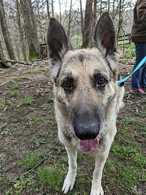 Louisville, KY - German Shepherd Dog. Meet Thumper a Pet for Adoption ...